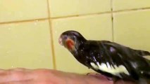 Corella patiently bathed in the shower!