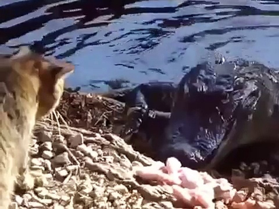 Cat contra Crocodile