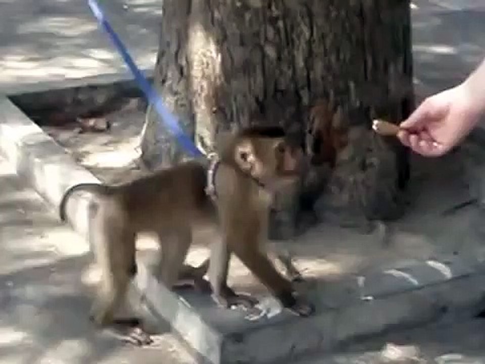 Gato que joga com um macaco