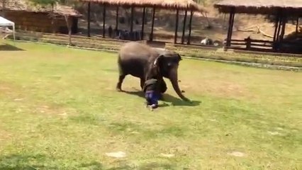 Un éléphant vient à la rescousse de son soigneur