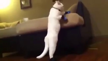 El gato con botas