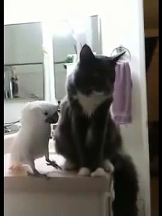 El gato es amigable con el loro