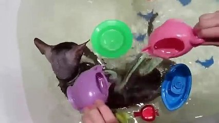 El gato se baña en un baño