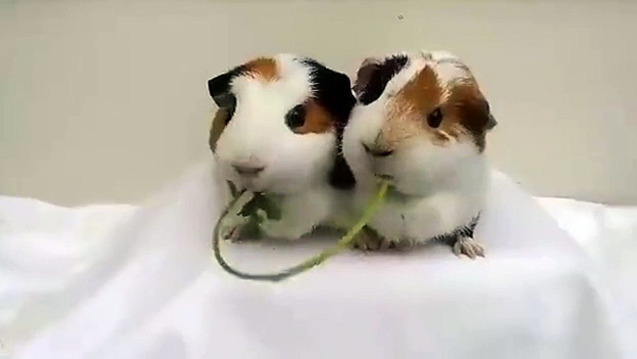 Quand deux cochons d'Inde mangent le même spaghetti