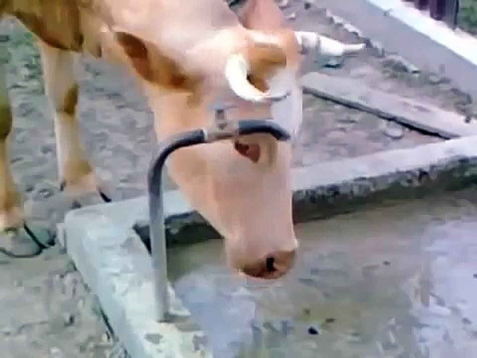 puce vache