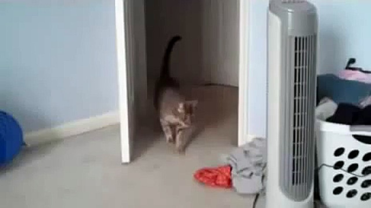 Le chat avait peur!))