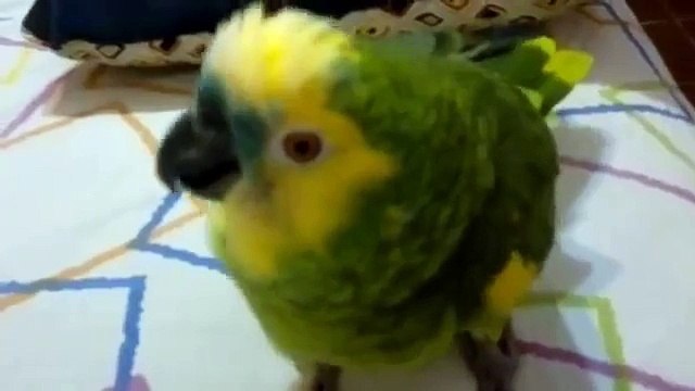 Испанский веселый говорящий попугай