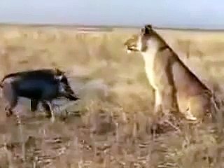 Кабан пошел в контратаку!