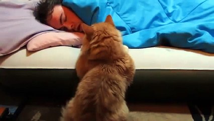 Кот ждет когда он проснется