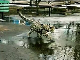 Кот красавец!