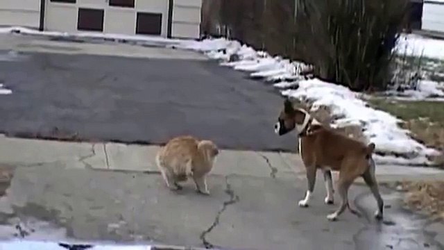 Кот не боится и атакует!