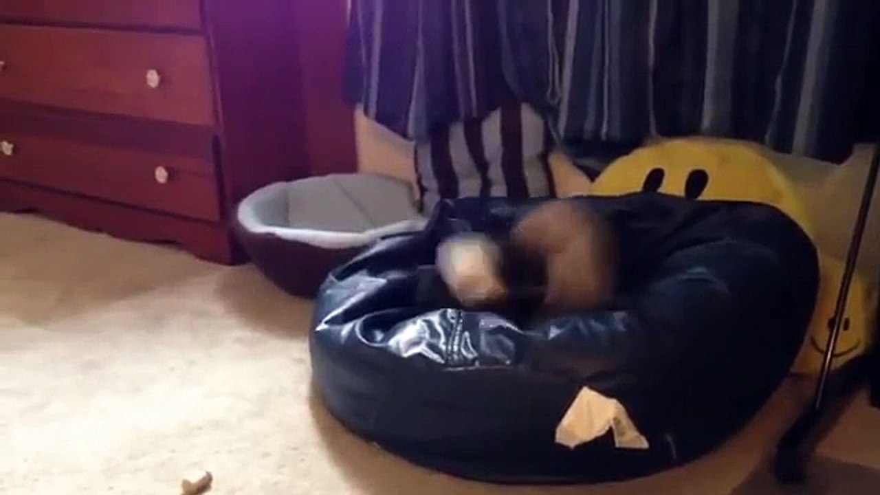 고양이 흰 족제비와 함께 재생