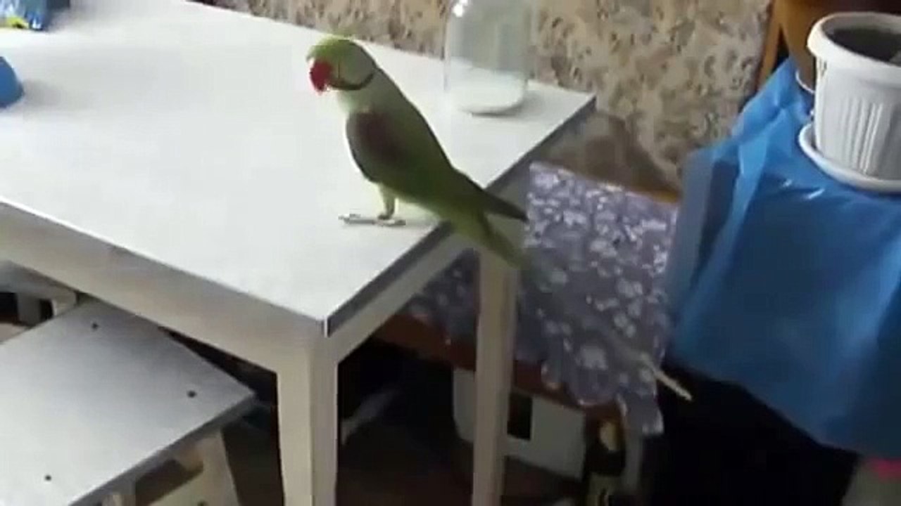 猫はロングテールとのオウムを取得しようとしています！