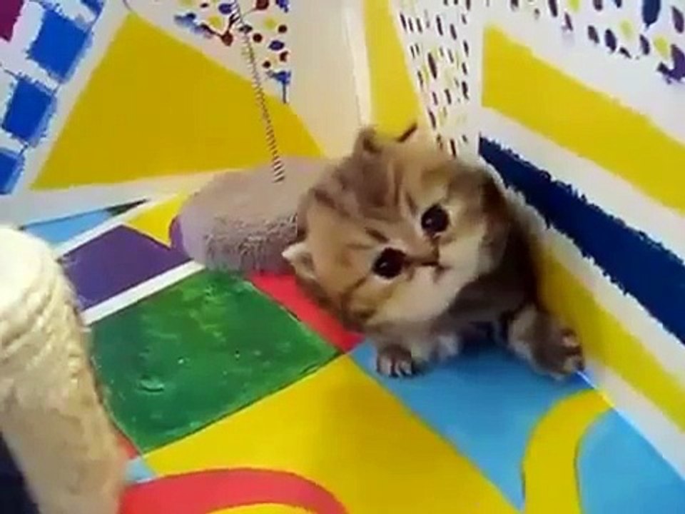 クールな子猫