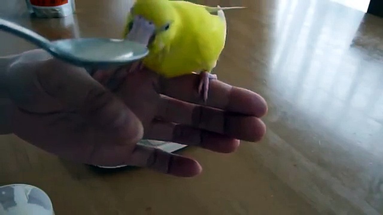 摂食キハダハンサム