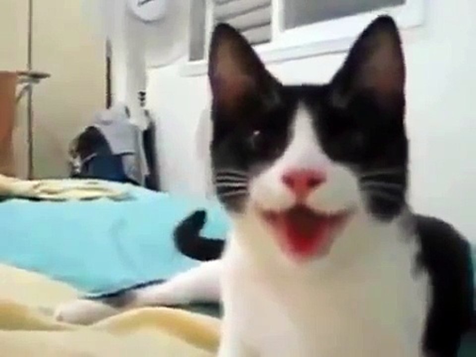 猫は犬のように実行されます
