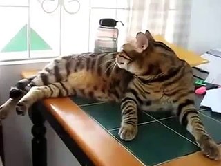 猫のケア！