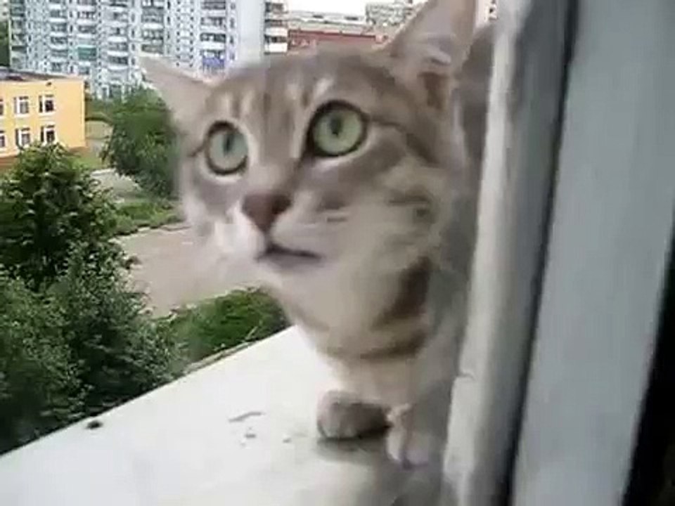猫の悪役は、ほとんどのカメラを壊しました！