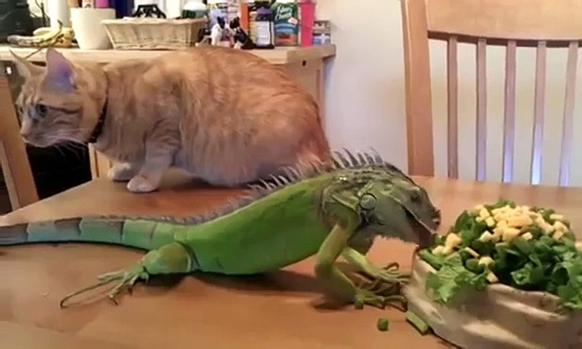 猫は、イグアナを賞賛します