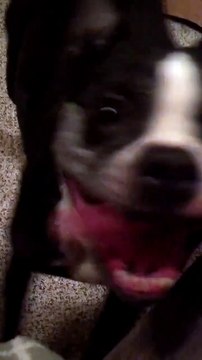 Ce pitbull a le rythme dans la peau... Très bon danseur