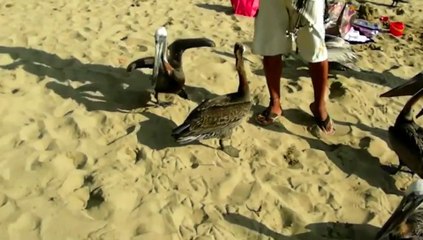 Las increíbles gaviotas bailarinas