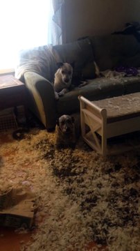 Ces chiens détestent les oreillers... Des plumes partout!