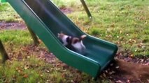Supercats Episode 2 — Moar Hilarious Cat Videos!