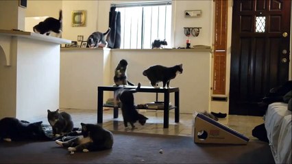 Supercats Episode 6 — What if cats could talk