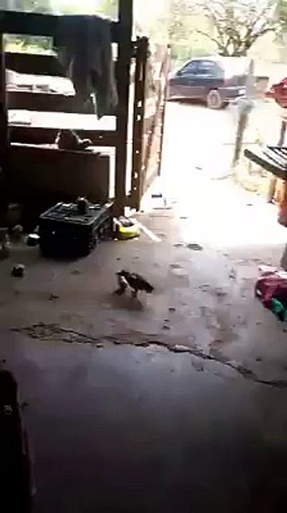 Hen Vs Chik