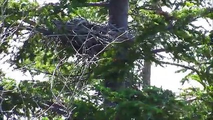 Falcon (Merlin) Nestlings
