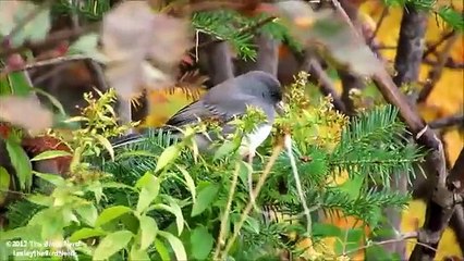 Dark-Eyed Junco on a cold and windy fall morning