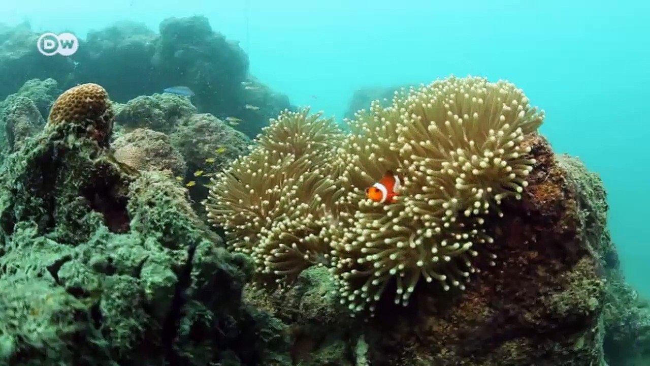 Wenn Förster tauchen lernen | Global Ideas