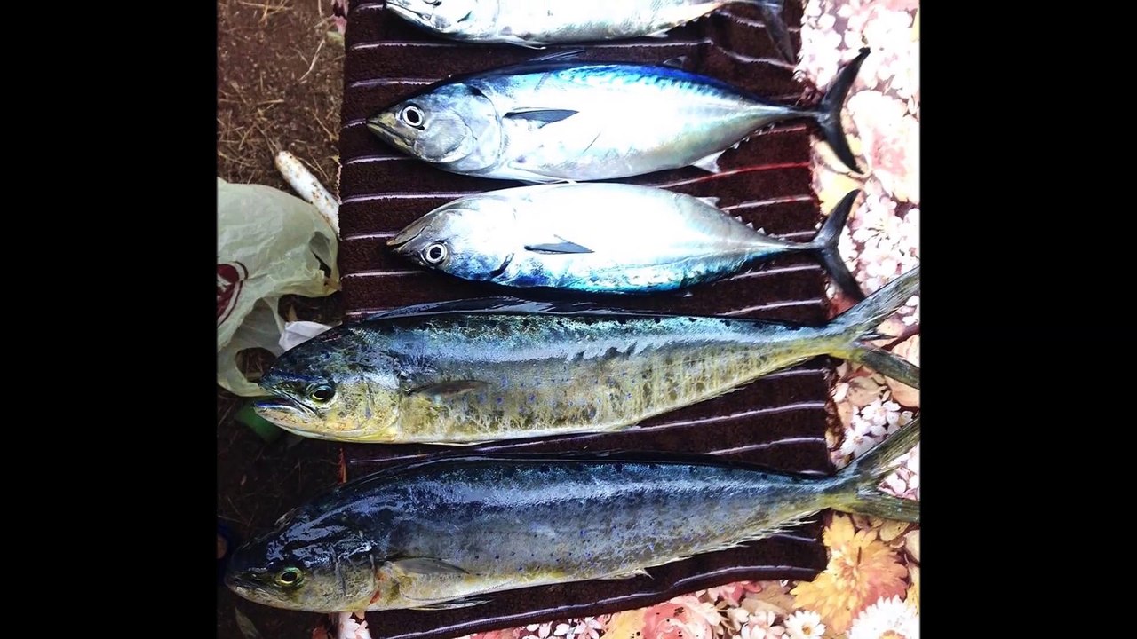 2015 senesi  AVLARIM