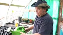 Watering Newly Grown Tomato Seedlings