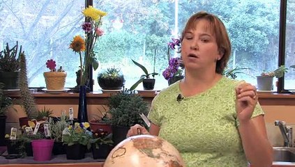 How to Grow Lisianthus