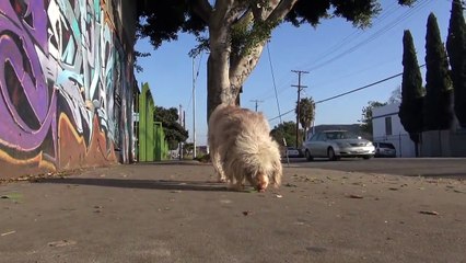 Rescuing a dog standing in the middle of the street in South Central Los Angeles. Please Share.