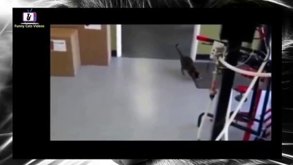 FUNNY VIDEOS funny cats, lol cats, cat flight, Funny Cat Fail Compilation
