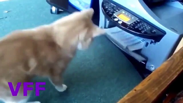 LOL Cat Fail Compilation Videos Epic Funny Cats Jump Fail 2015 Funny Cat Fails No 145