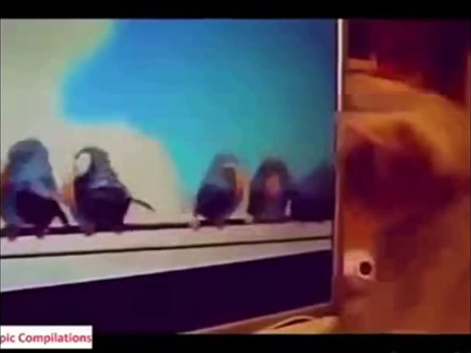 Lolcat video compilation 2015