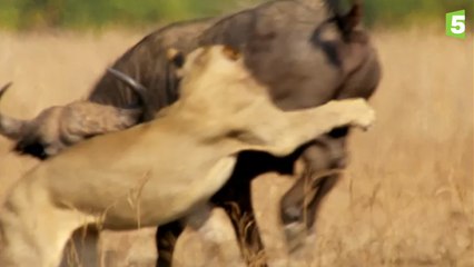 Prédateurs (Ep 2) - Lions vs buffle : l'ultime combat