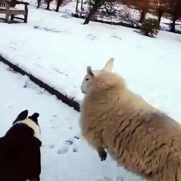 Dogs And Sheep Playing