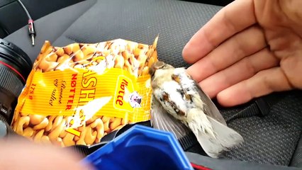 Un oiseau coincé sur le toit d'une voiture