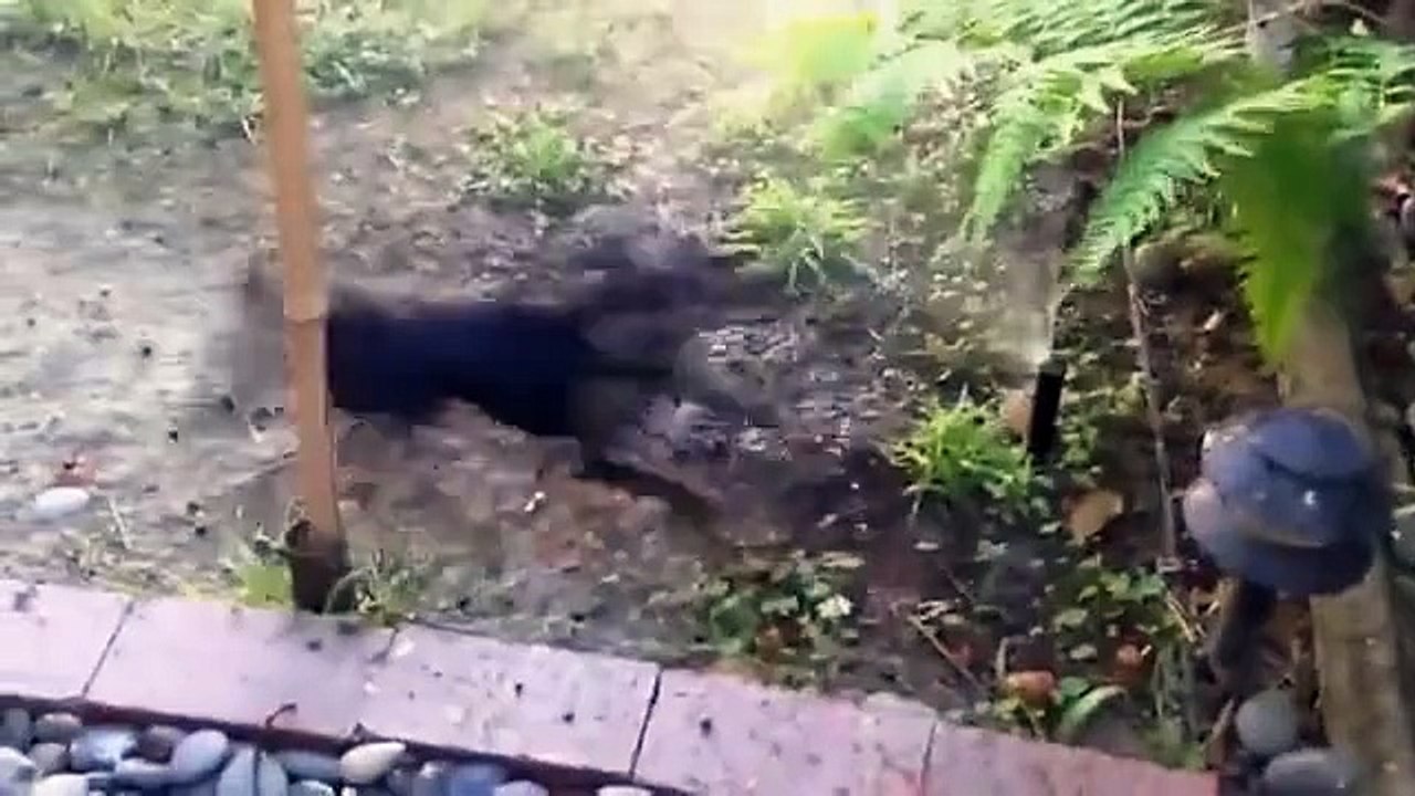 Funny Dogs - Cute and Funny Dog Fail Compilation 2014