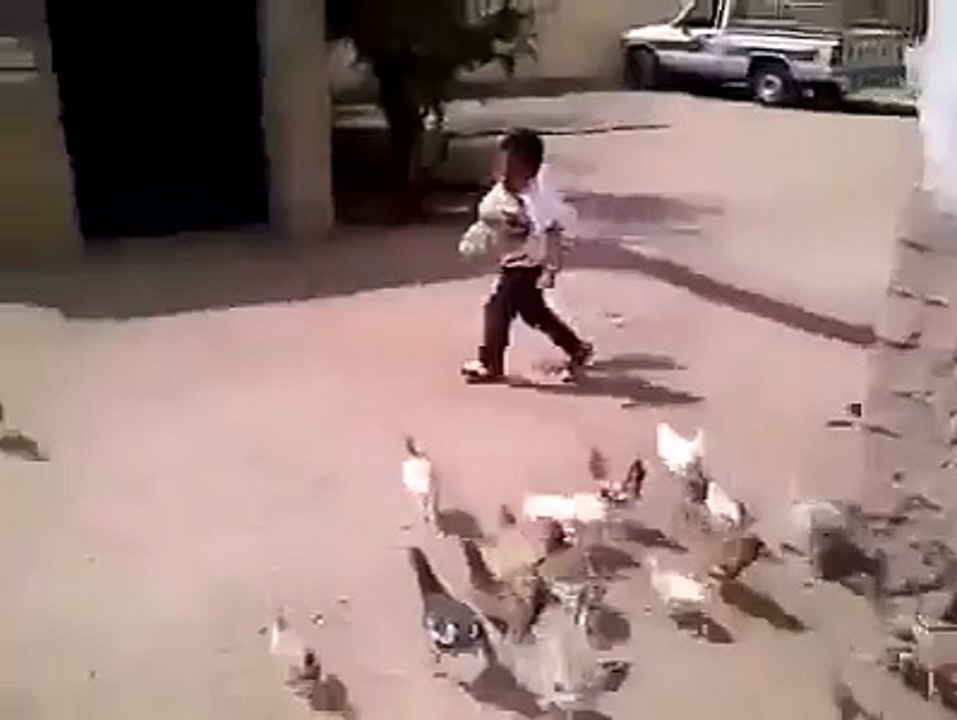hhhhhhhhhhhhh zombie chicken