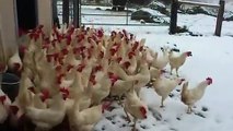 İlk defa kar gören tavuklar , 2016
