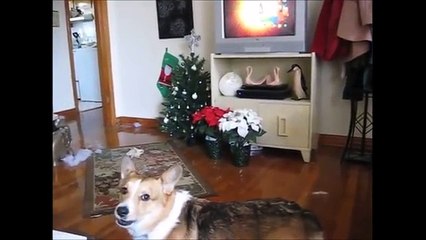CORGI CHRISTMAS! 2015