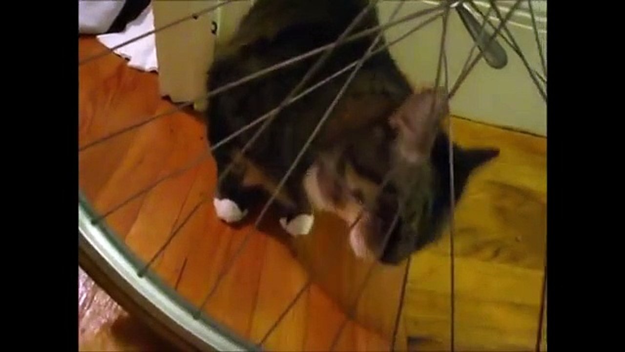 FUNNIEST CATS EVER_ THE WEIRD ONES