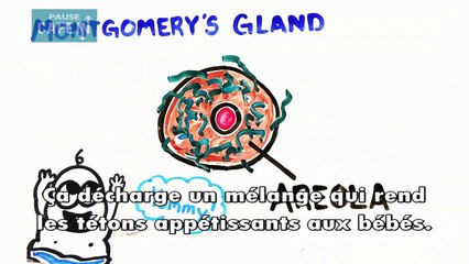 Ce que vous ne savez pas, mais devriez savoir, sur l'anatomie des femmes