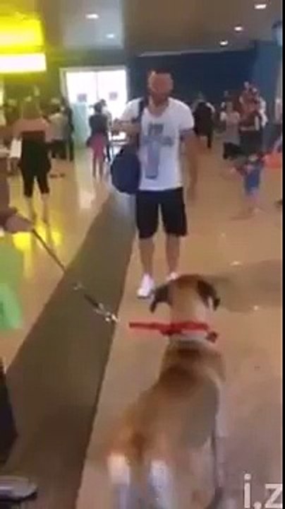 quand il retrouve son maitre le chien devient fou