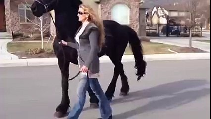 حصان اكثر من انيق